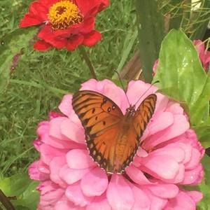 Meet your Posher, Deborah